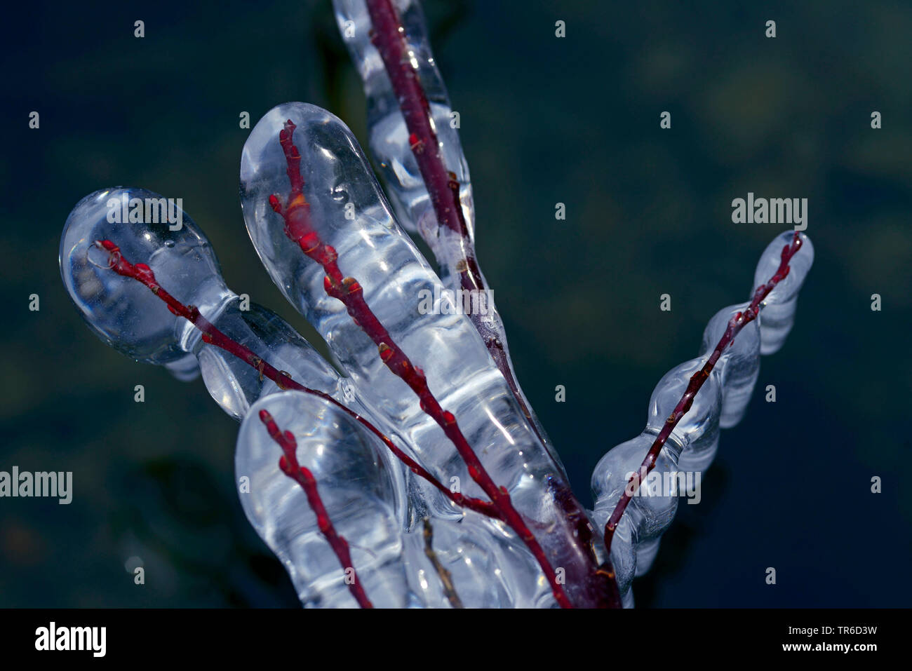iced branches, France, Savoie, Haute Savoy Stock Photo