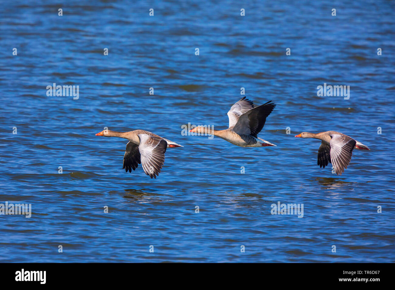 greylag goose (Anser anser), flying over water, Germany, Bavaria, Lake Chiemsee Stock Photo