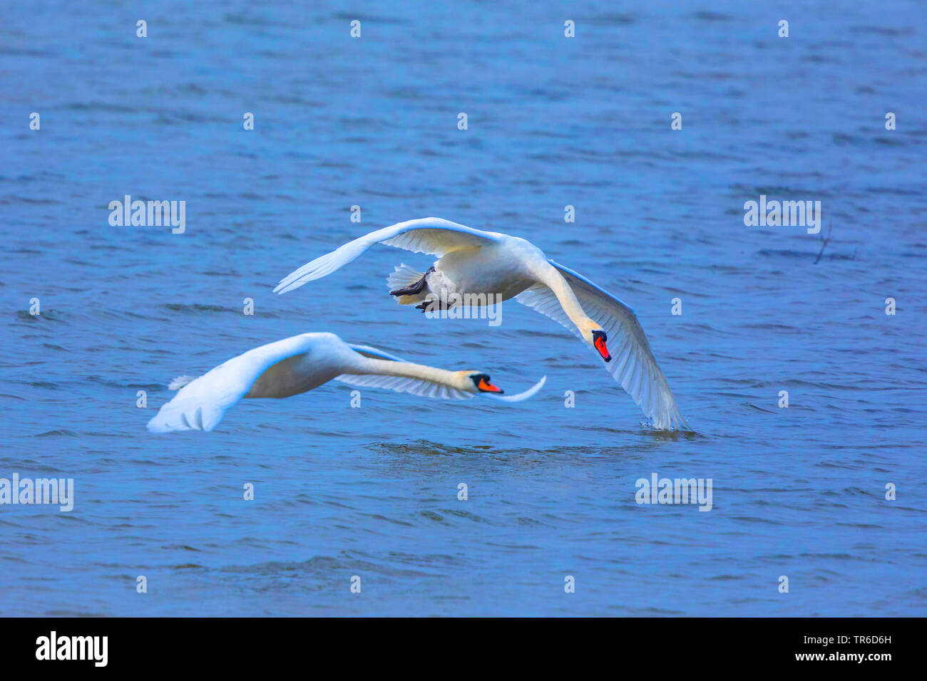 mute swan (Cygnus olor), male rivals flying over the lake, Germany, Bavaria, Lake Chiemsee Stock Photo