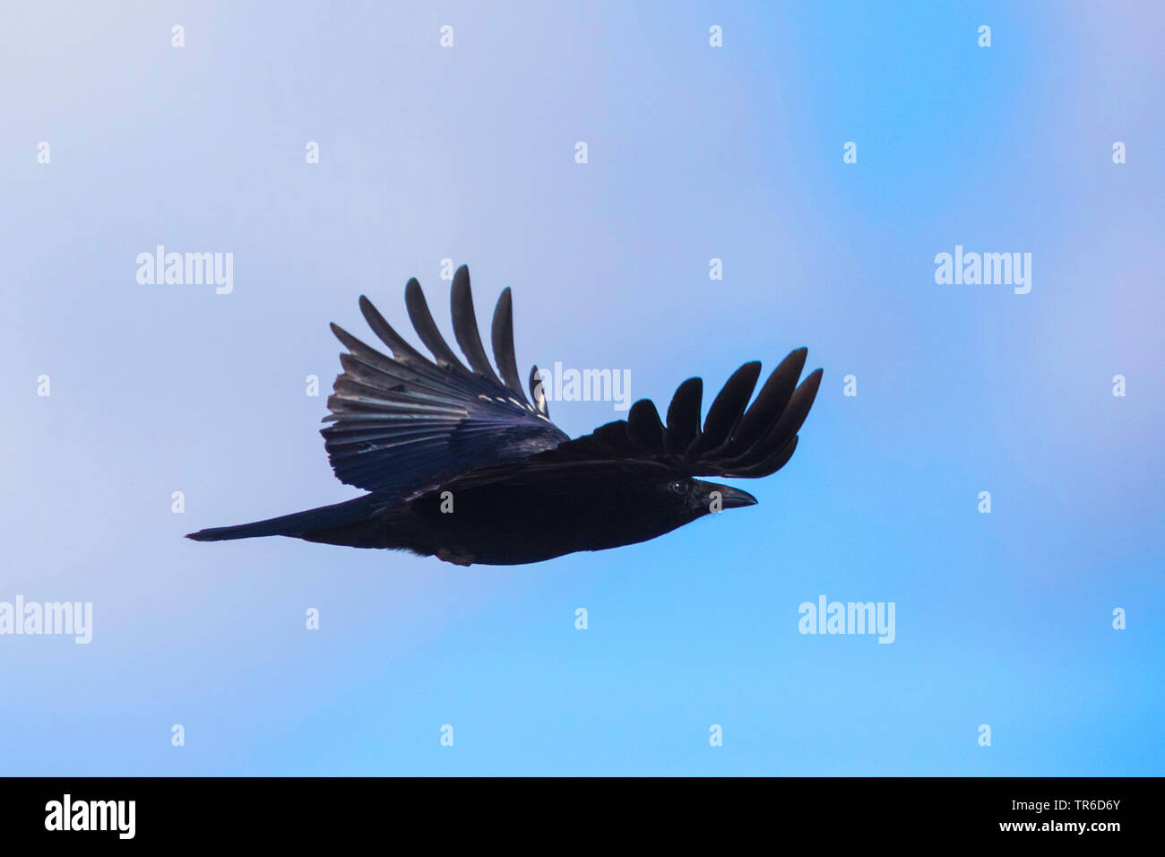 Carrion crow (Corvus corone, Corvus corone corone), soaring, Germany, Bavaria Stock Photo