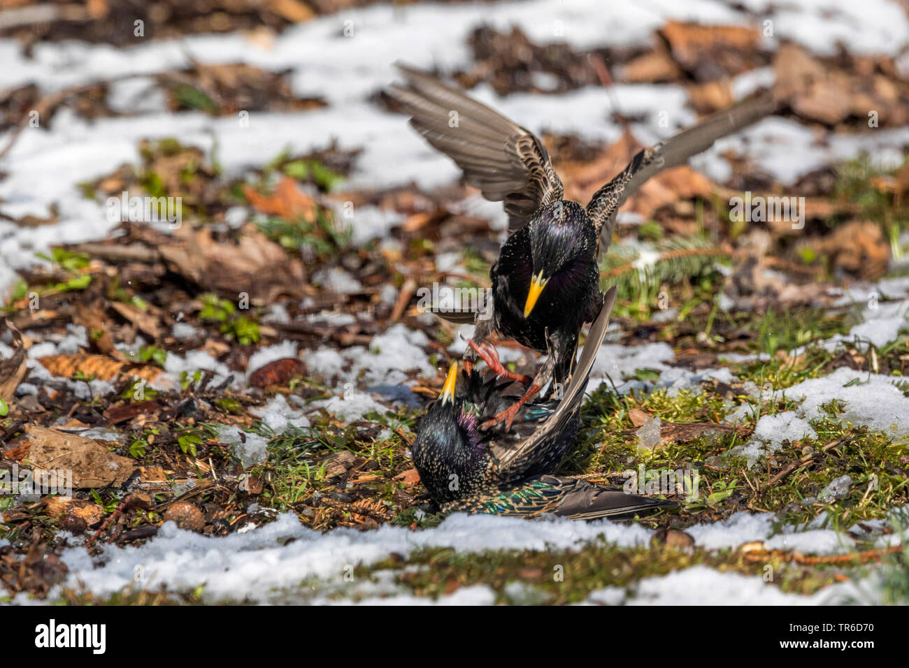 common starling (Sturnus vulgaris), fighting males, Germany, Bavaria Stock Photo