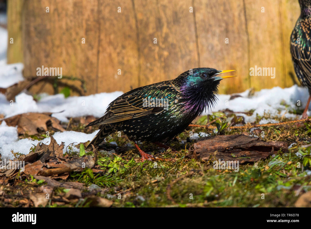 common starling (Sturnus vulgaris), threatening male, Germany, Bavaria, Isental Stock Photo