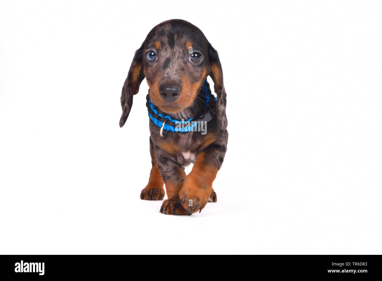 Short-haired Dachshund, Short-haired sausage dog, domestic dog (Canis lupus f. familiaris), walking cute dachshund whelp, cut-out Stock Photo