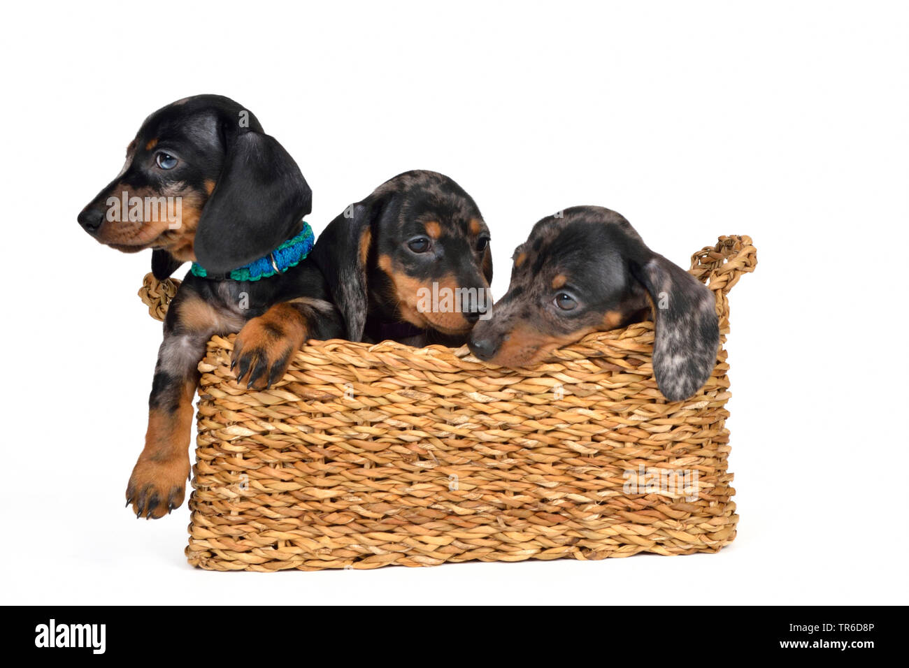 Short-haired Dachshund, Short-haired sausage dog, domestic dog (Canis lupus f. familiaris), three cute dachshund whelps in a basket, cut-out Stock Photo