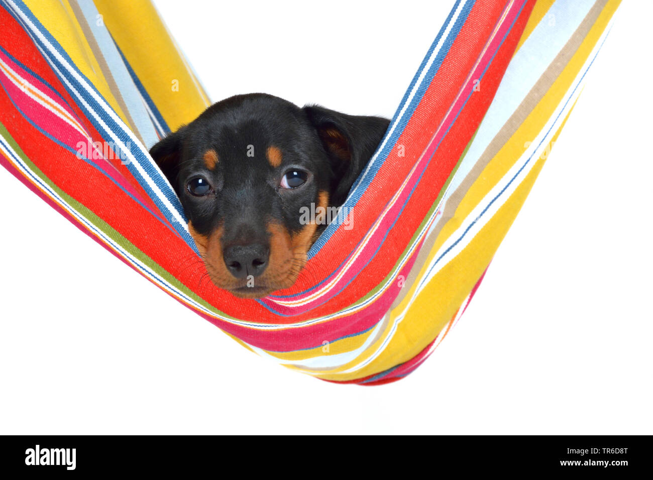 Short-haired Dachshund, Short-haired sausage dog, domestic dog (Canis lupus f. familiaris), cute dachshund whelp in a colored hammock, cut-out Stock Photo