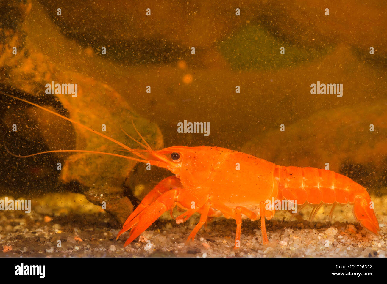 Louisiana red crayfish, red swamp crayfish, Louisiana swamp crayfish, red crayfish (Procambarus clarkii), young female, Germany Stock Photo