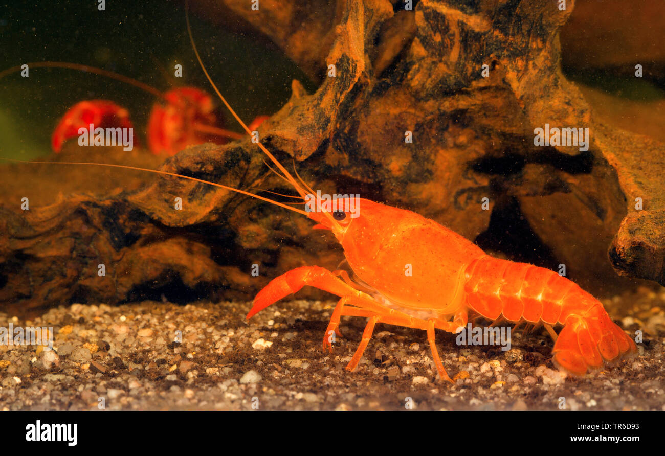 Louisiana red crayfish, red swamp crayfish, Louisiana swamp crayfish, red crayfish (Procambarus clarkii), young female, Germany Stock Photo