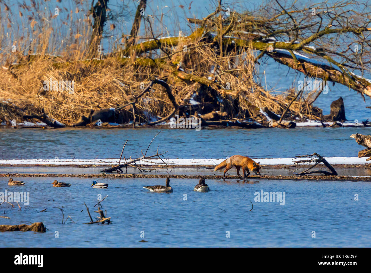 red fox (Vulpes vulpes), stalking through shallow water, with mallards and greylag geese, Germany, Bavaria, Lake Chiemsee Stock Photo