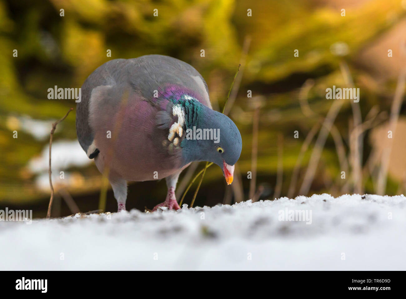 wood pigeon (Columba palumbus), searching for food in snow, Germany, Bavaria, Isental Stock Photo