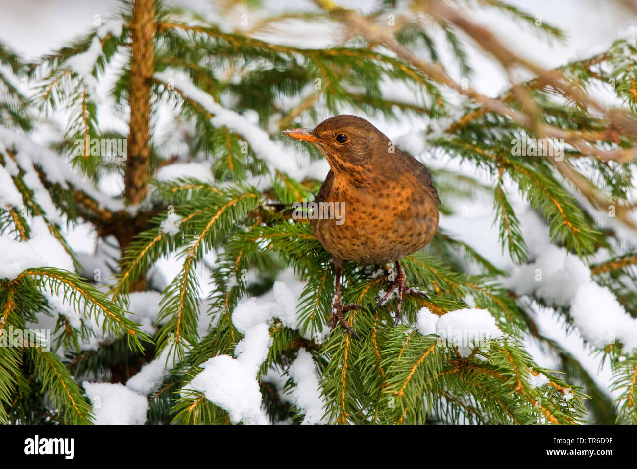blackbird (Turdus merula), female on a snow-covered spruce, Germany, Bavaria Stock Photo