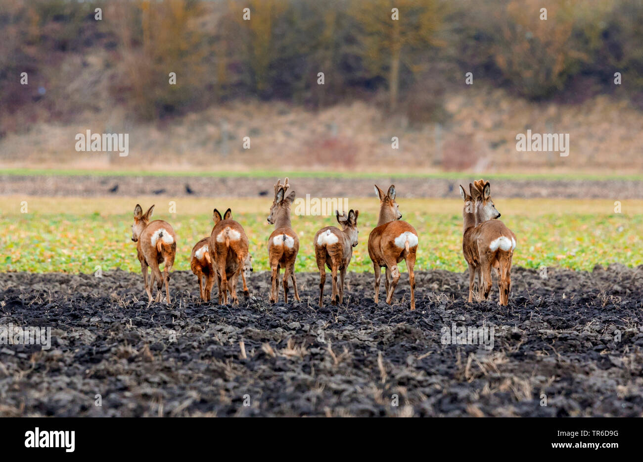 roe deer (Capreolus capreolus), group of roe deers on acre in early spring, Germany, Bavaria, Erdinger Moos Stock Photo