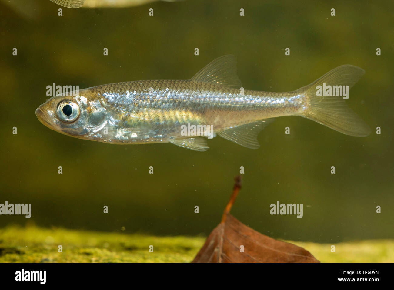 moderlieschen, belica, sunbleak (Leucaspius delineatus), female, side view, Germany Stock Photo