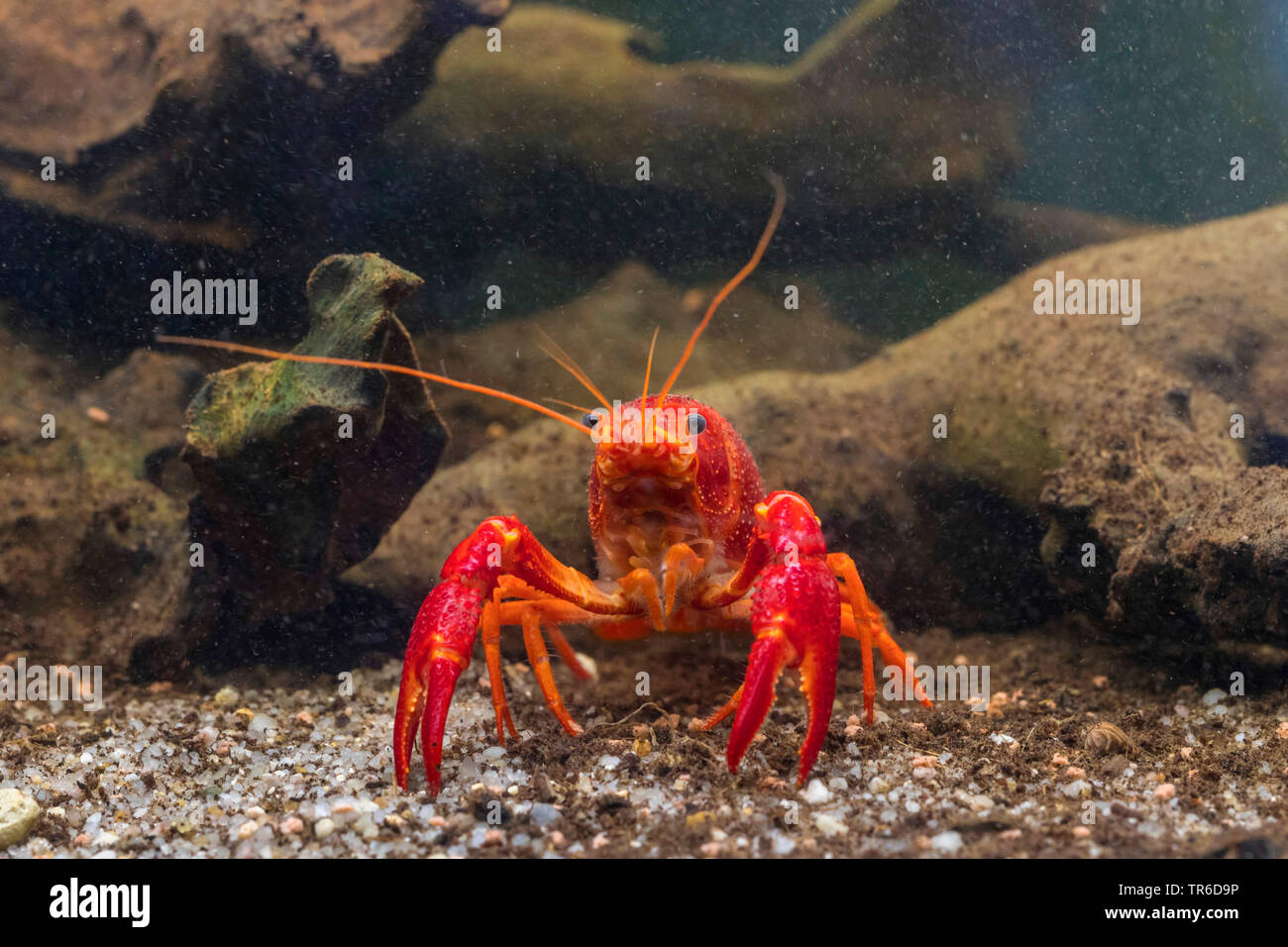 Louisiana red crayfish, red swamp crayfish, Louisiana swamp crayfish, red crayfish (Procambarus clarkii), afult male, Germany Stock Photo