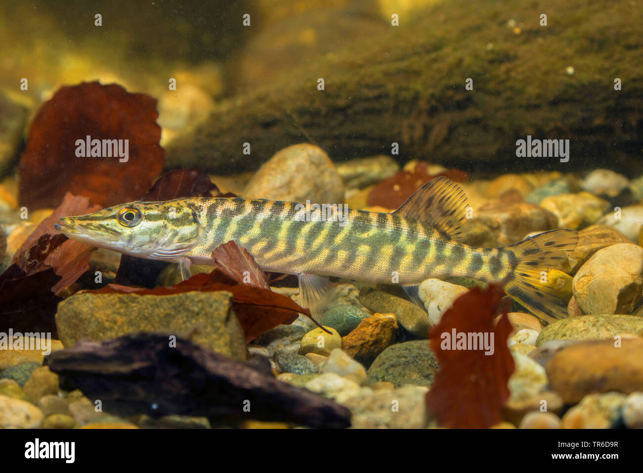 pike, northern pike (Esox lucius), swimming juvenile pike, side view, Germany Stock Photo