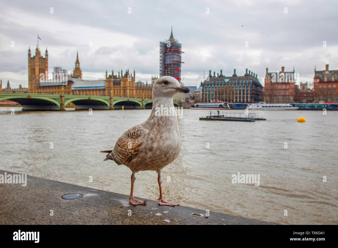 herring gull (Larus argentatus), in juvenile plumage on a wall at the