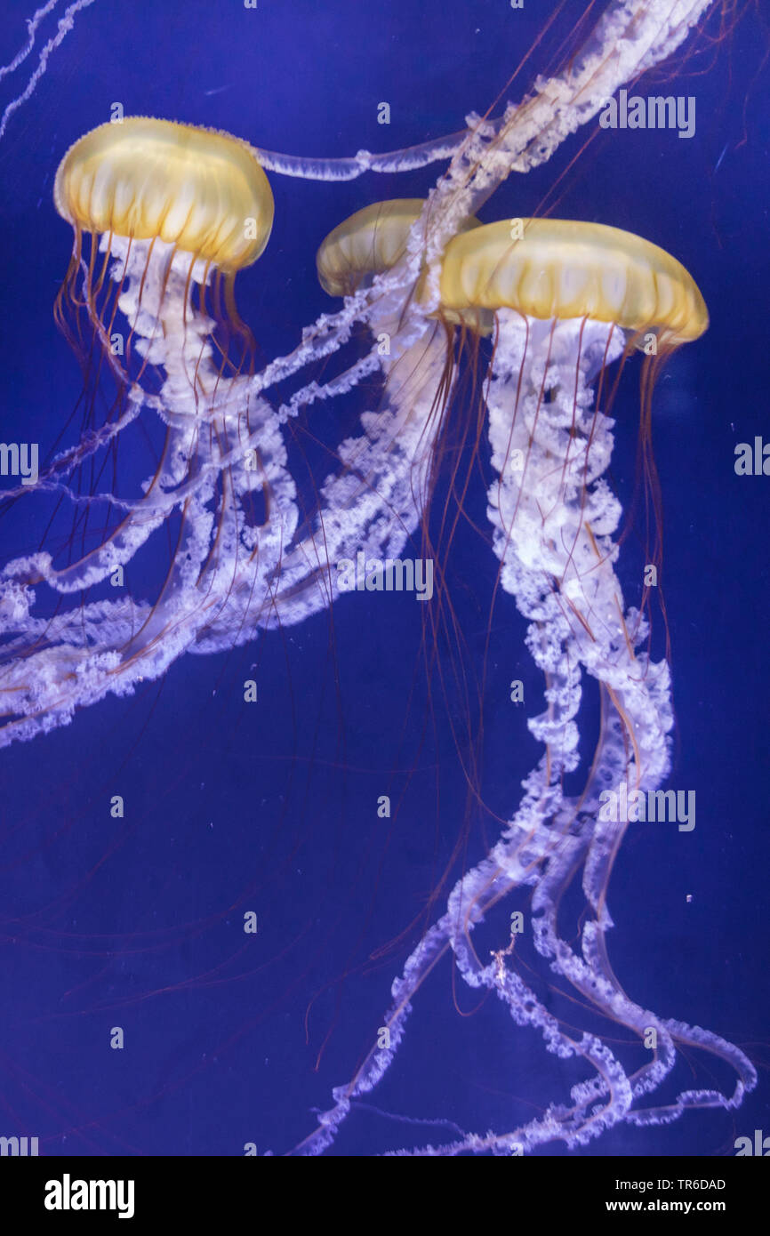compass jellyfish, red-banded jellyfish (Chrysaora hysoscella), floating Stock Photo