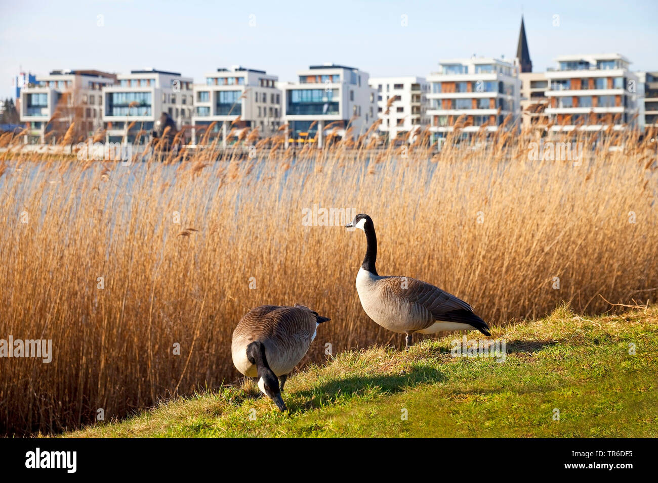 Canada goose perugia cheap