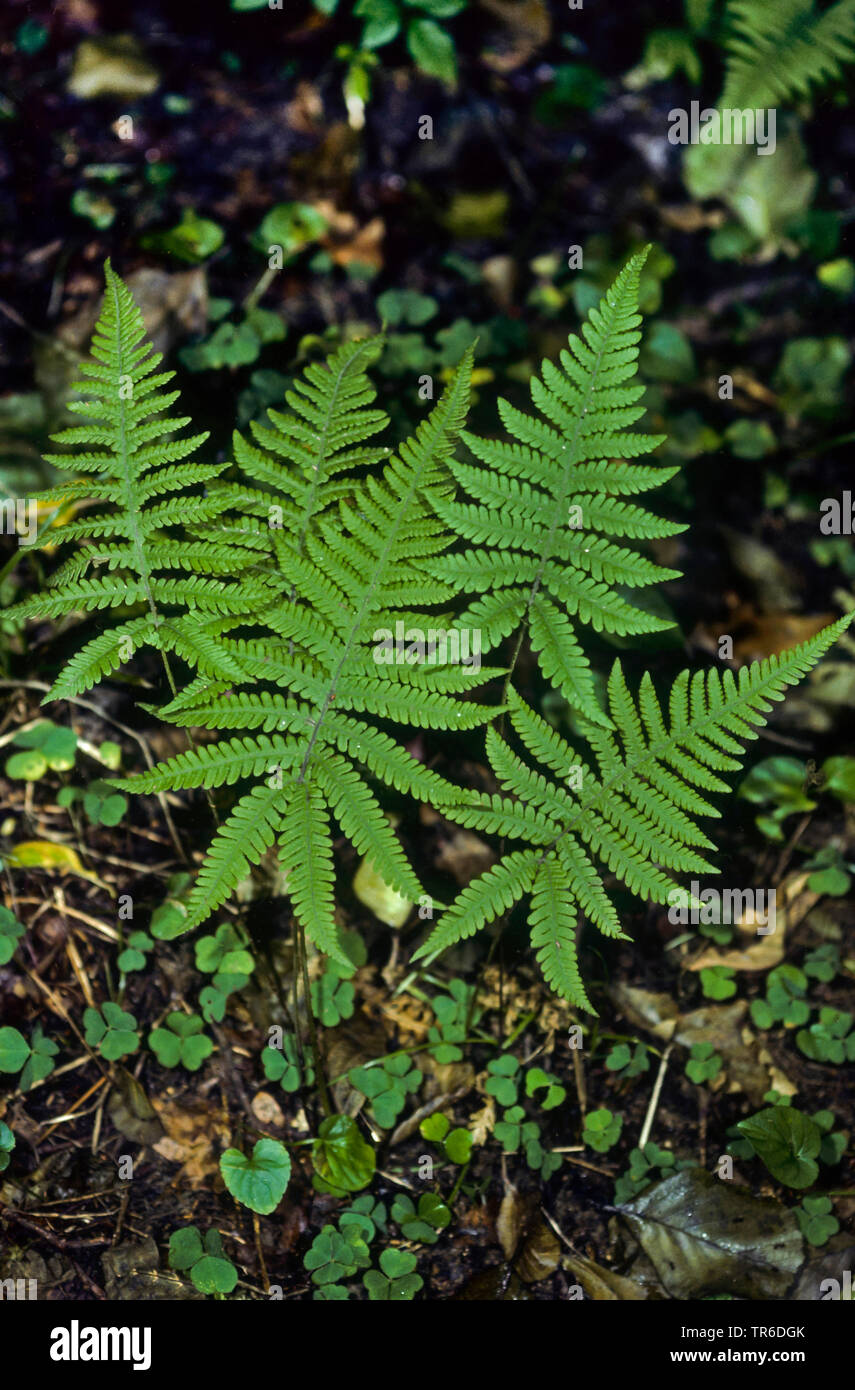 narrow beech fern, northern beech fern (Phegopteris connectilis, Thelypteris phegopteris), fronds, Germany Stock Photo