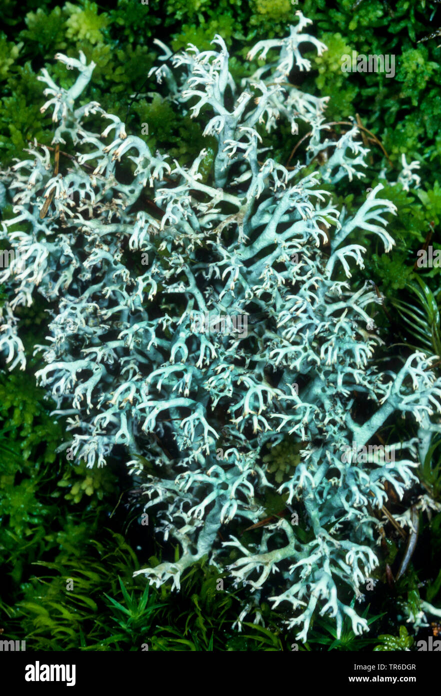 Reindeer lichen, Reindeer Moss (Cladonia rangifera), Germany Stock Photo Alamy