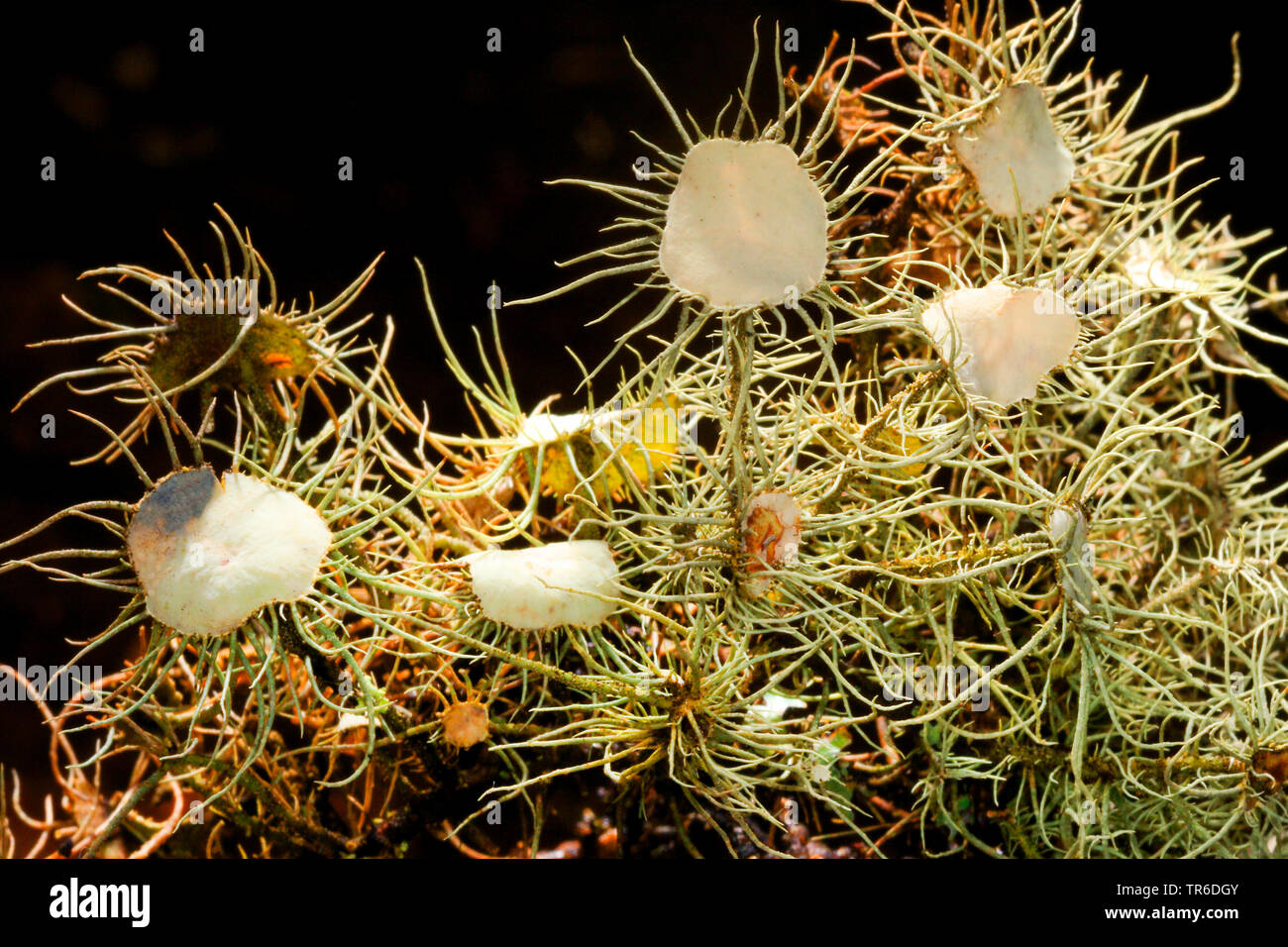 Florida Beard Lichen (Usnea florida, Usnea barbata), with apothecia Stock Photo