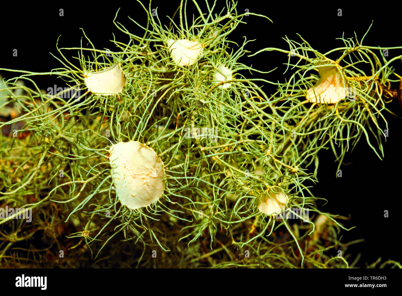 Florida Beard Lichen (Usnea florida, Usnea barbata), with apothecia Stock Photo