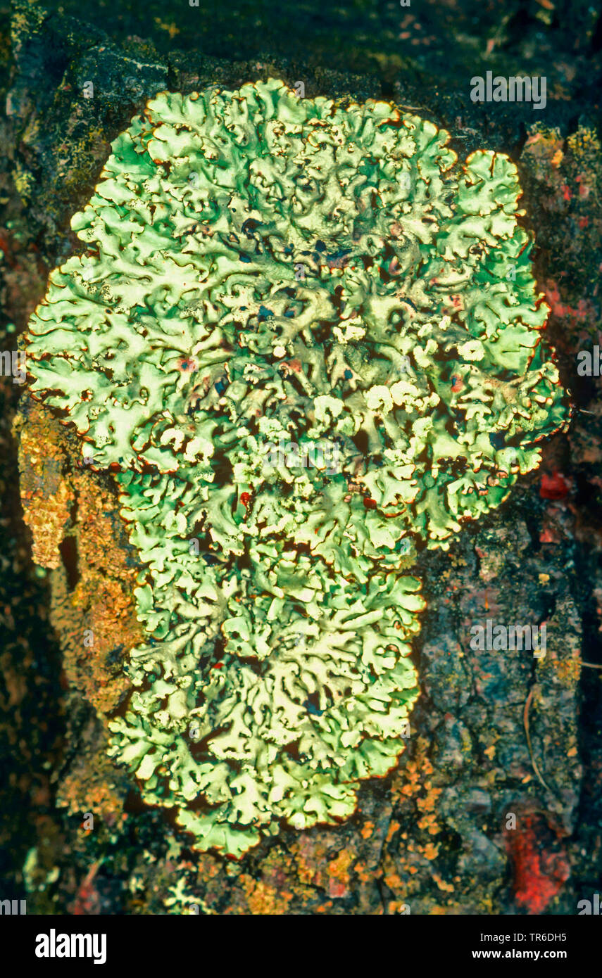 Tube lichen (Hypogymnia physodes, Parmelia physodes), on a trunk, Germany Stock Photo