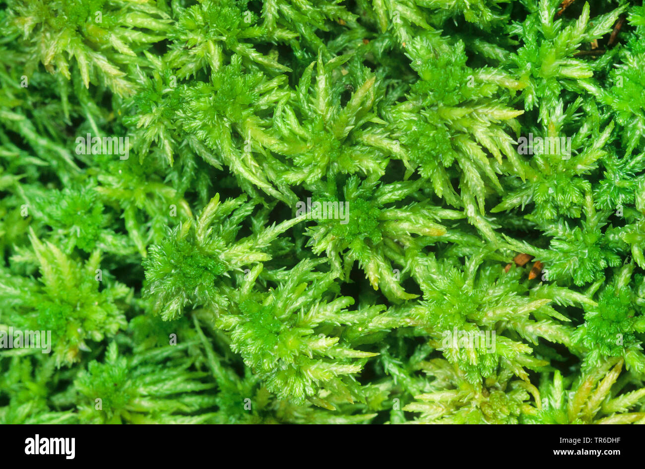 Peat moss, prairie sphagnum, blunt-leaved bogmoss (Sphagnum palustre, Sphagnum cymbifolium), Germany Stock Photo