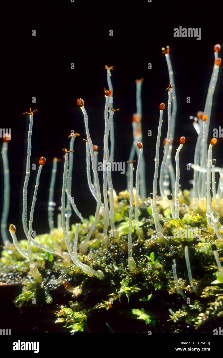 variable-leaved crestwort (Lophocolea heterophylla), with capsules, Germany Stock Photo