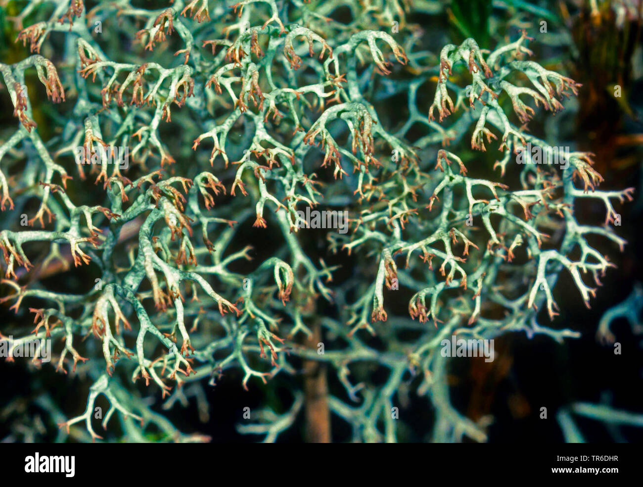 cup lichen (Cladonia arbuscula), Germany Stock Photo