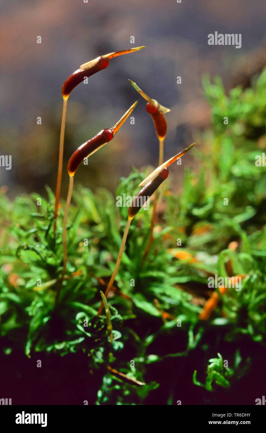 Common Smoothcap, Catherine's Moss (Atrichum undulatum), with capsules, Germany Stock Photo
