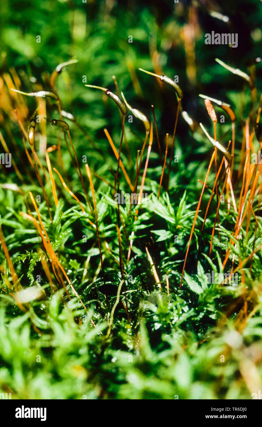 Common Smoothcap, Catherine's Moss (Atrichum undulatum), with capsules, Germany Stock Photo