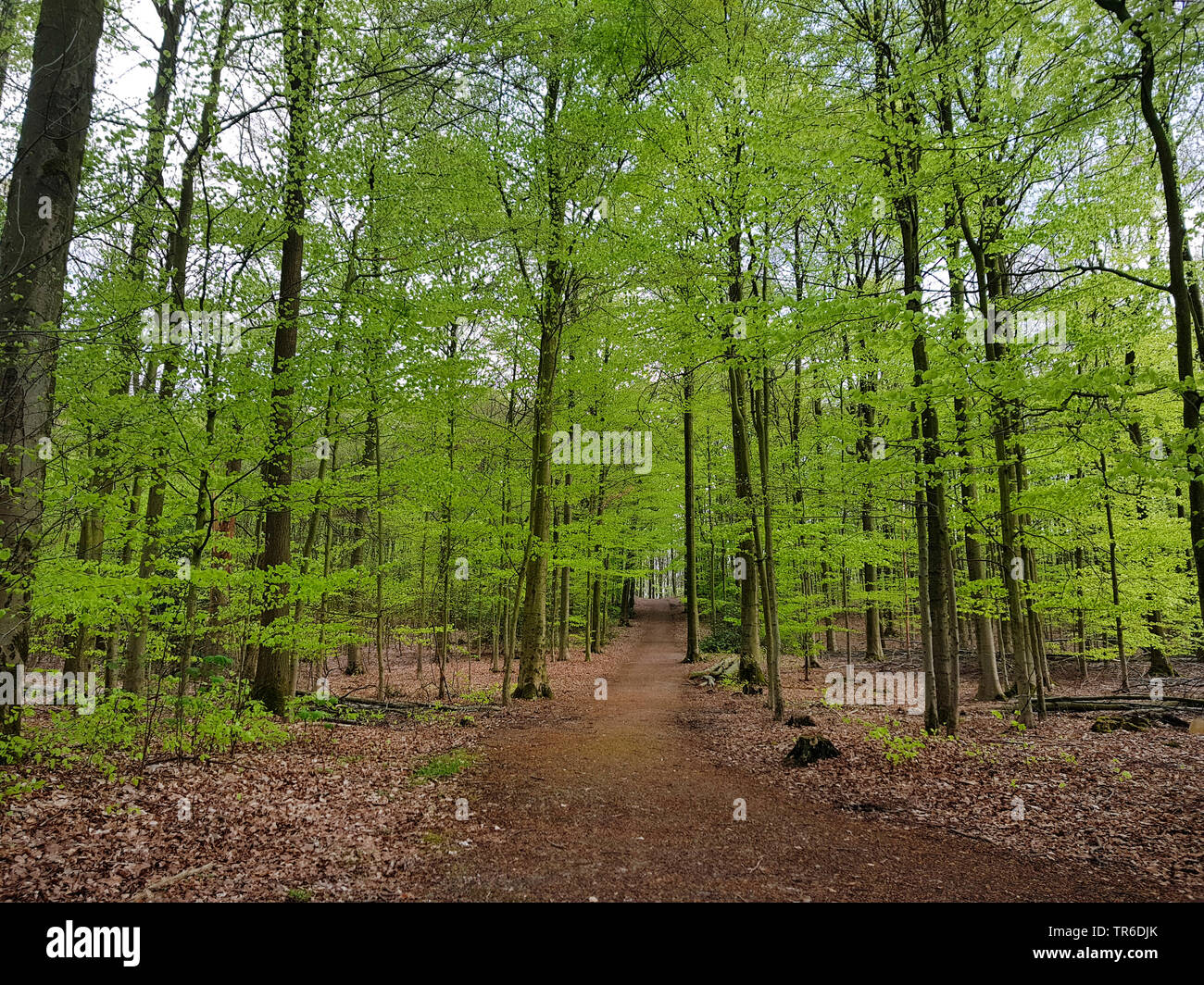 Wooded Path Springtime Wood path in forest hi-res stock photography and images - Alamy