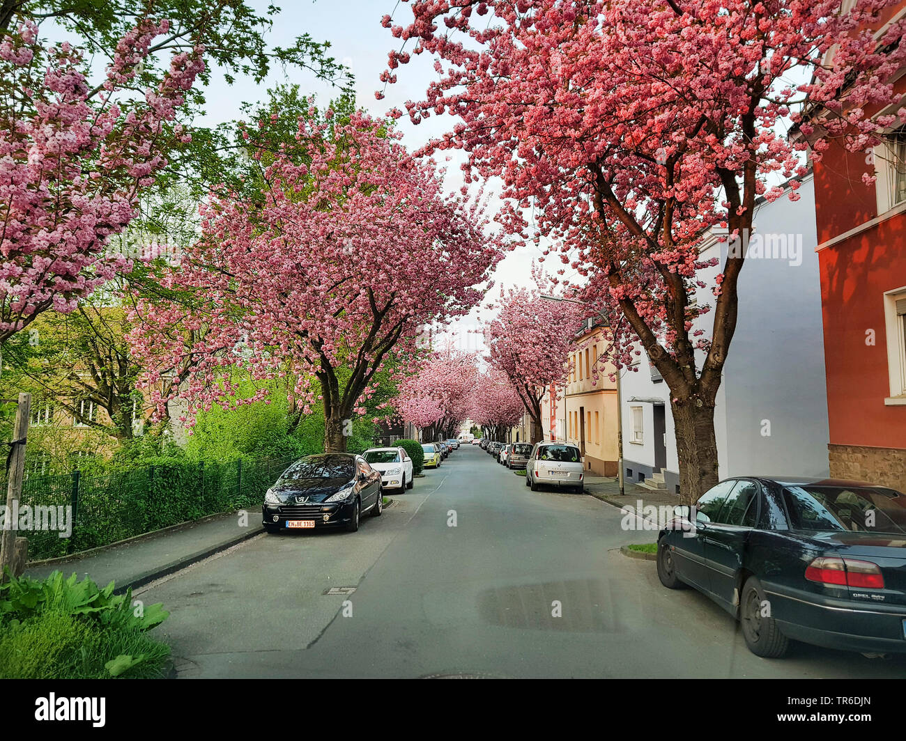 oriental cherry (Prunus serrulata), street with blooming ornamental trees, Germany, North Rhine-Westphalia, Ruhr Area, Witten Stock Photo