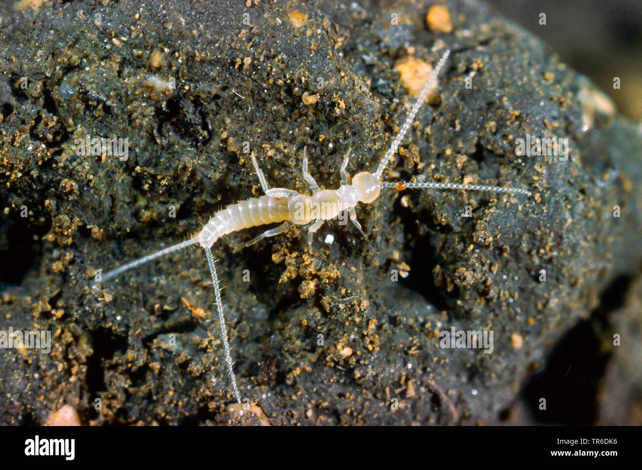 Campodea hires stock photography and images Alamy