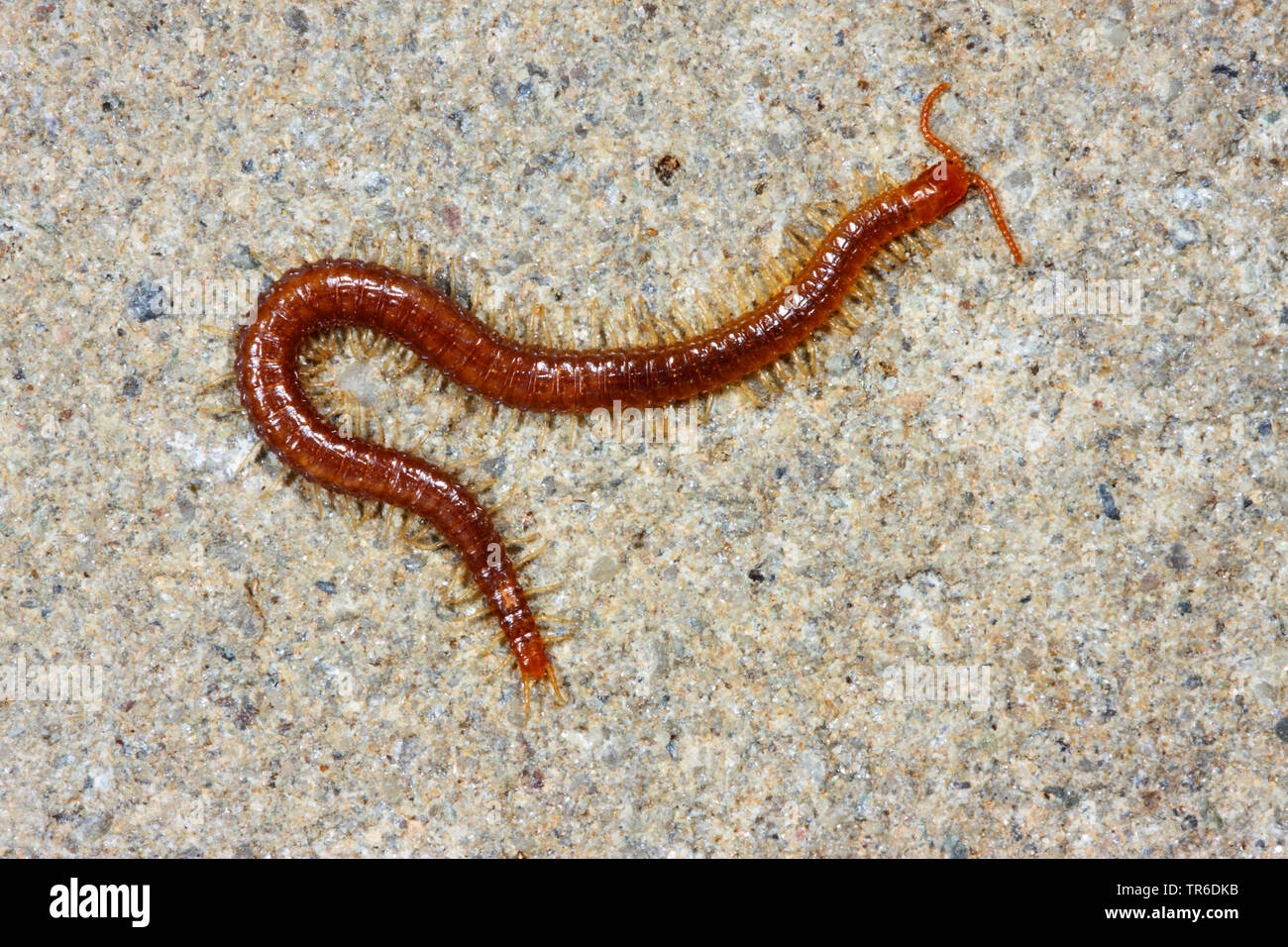 centipede (Geophilus longicornis), on the ground, Germany Stock Photo