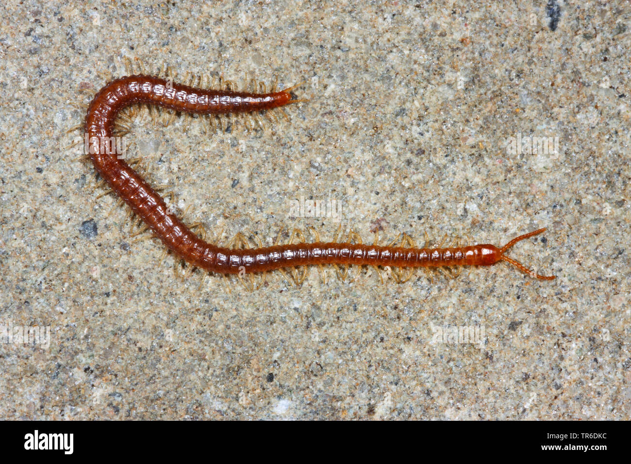 centipede (Geophilus longicornis), on the ground, Germany Stock Photo