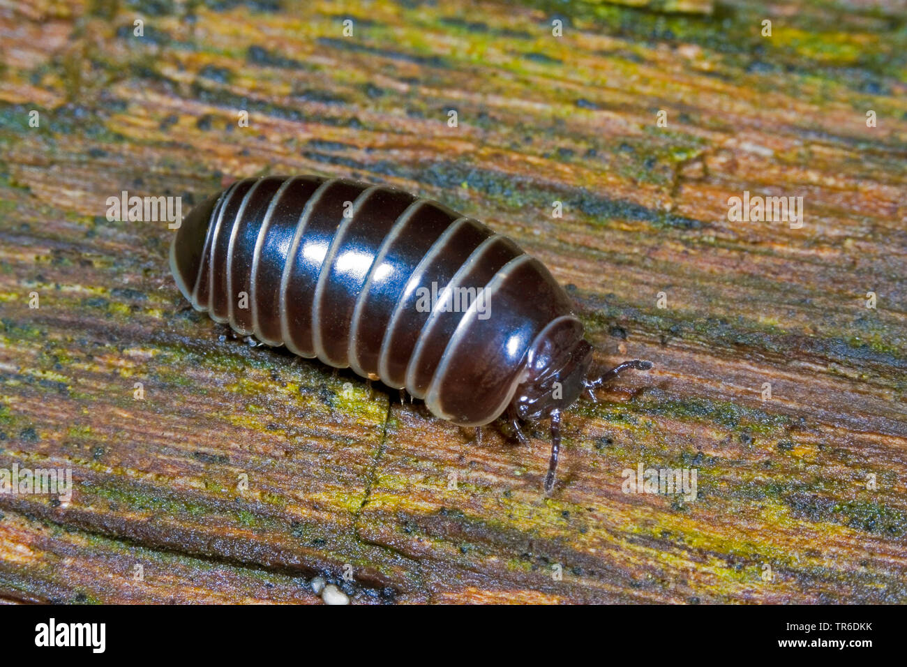 pill millipede (Glomeris marginata), on wood, Germany Stock Photo