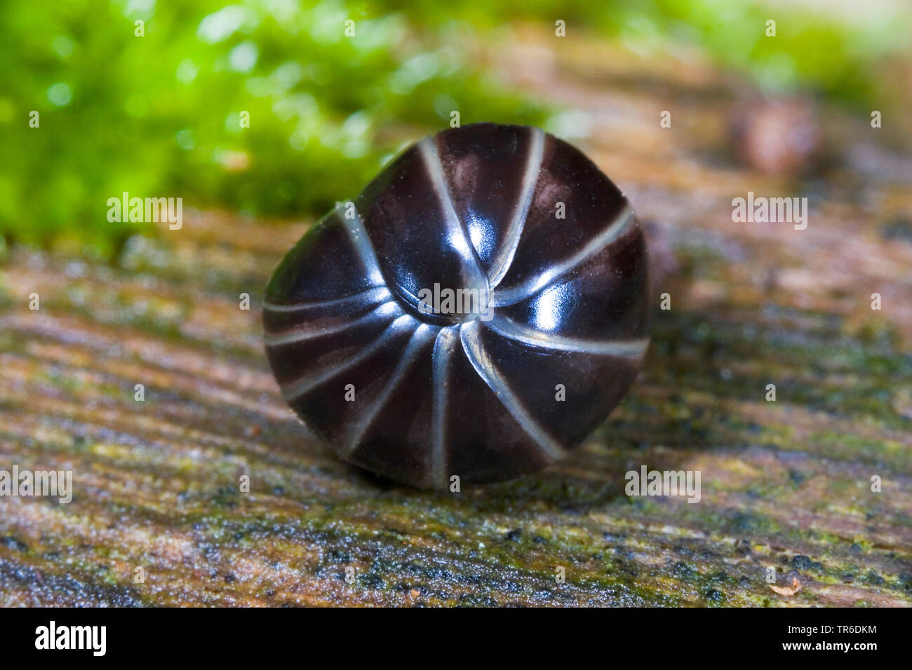 pill millipede (Glomeris marginata), on wood, rolled up, Germany Stock Photo