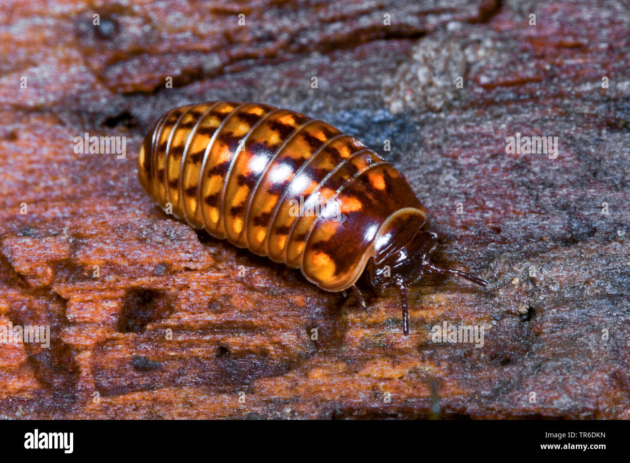 pill millipede (Glomeris hexasticha), on wood, Germany Stock Photo