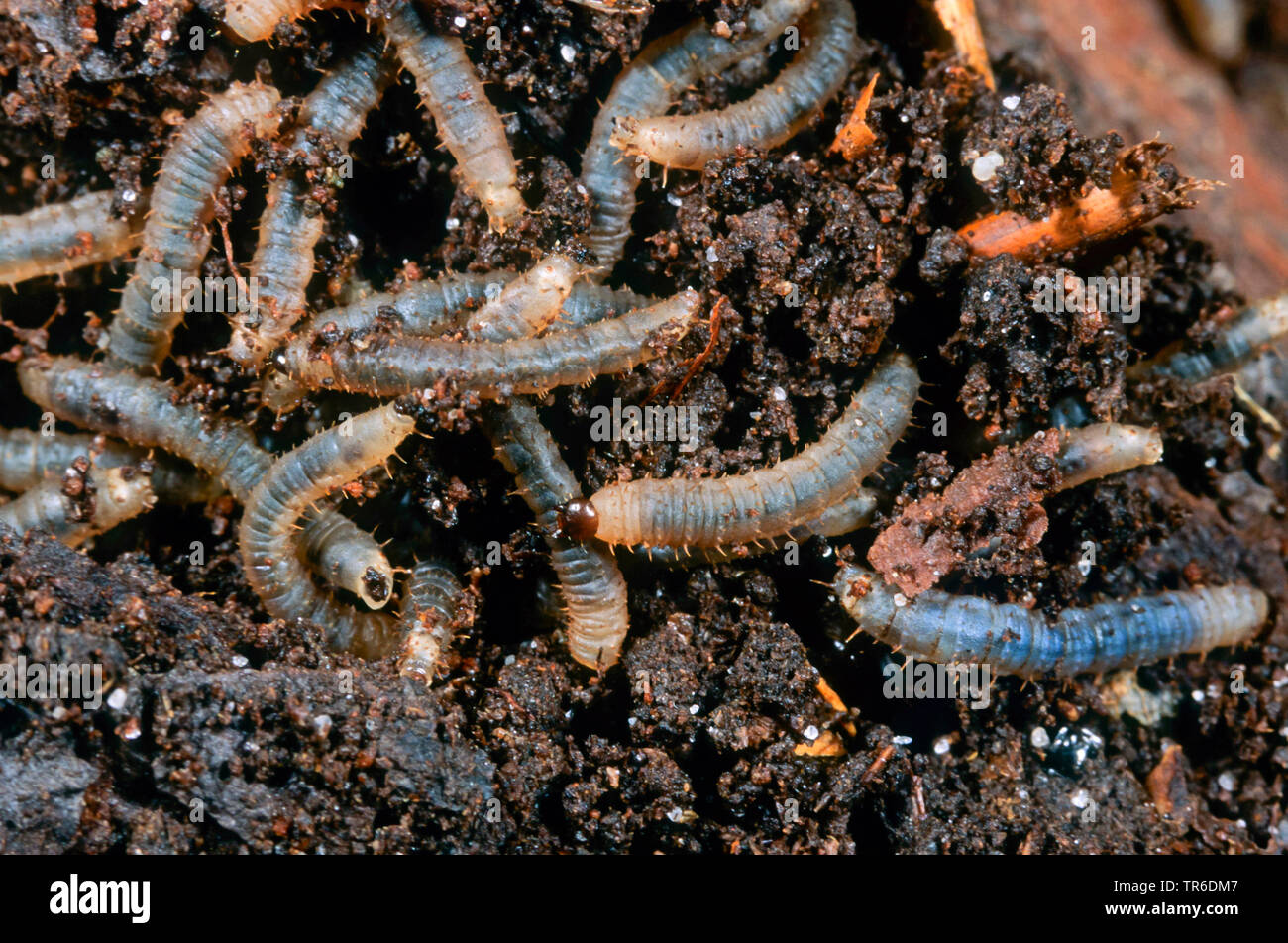 Maerzfliegen-Larven (Bibio spec.), larvae, Germany Stock Photo