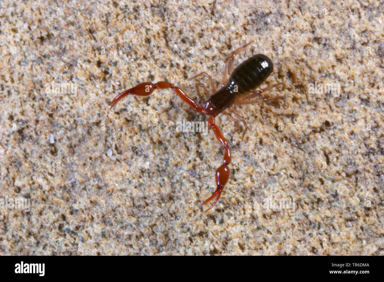 neobisid (Neobisium spec.), topview, Germany Stock Photo Alamy