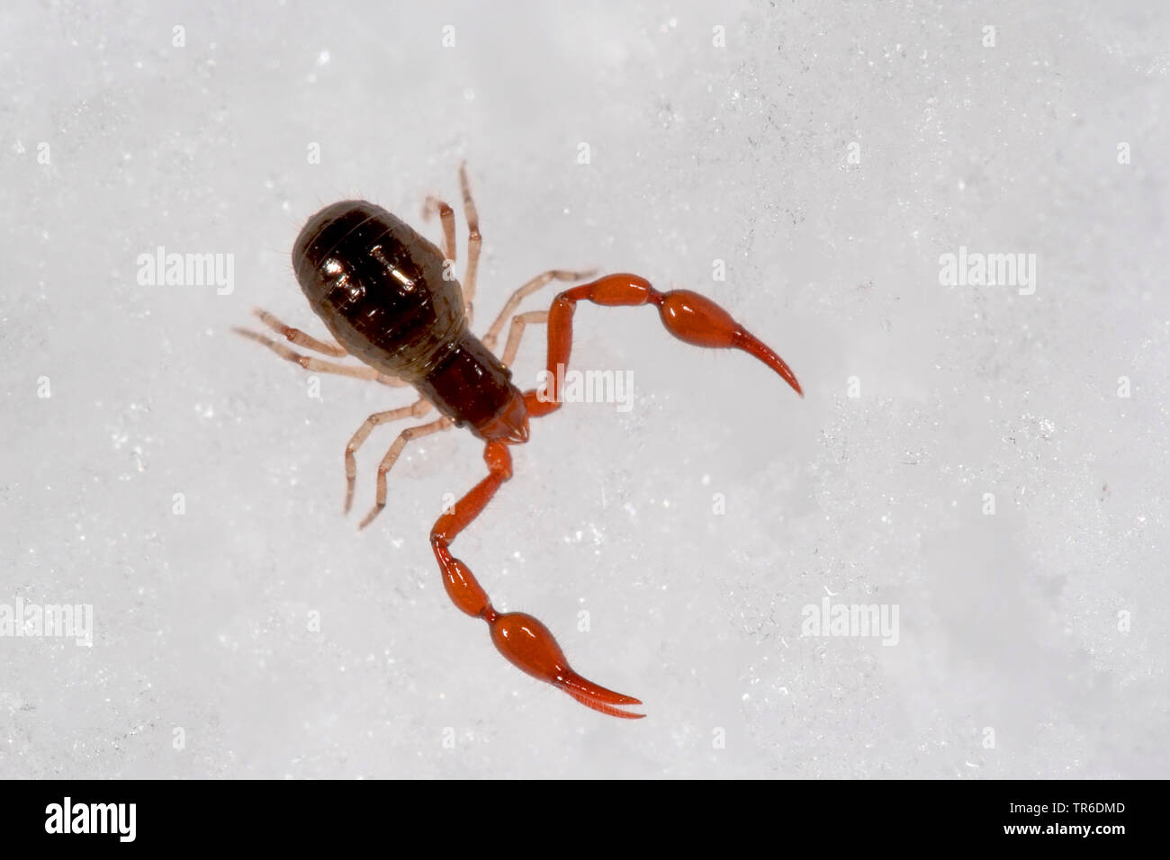 neobisid (Neobisium spec.), topview, Germany Stock Photo Alamy
