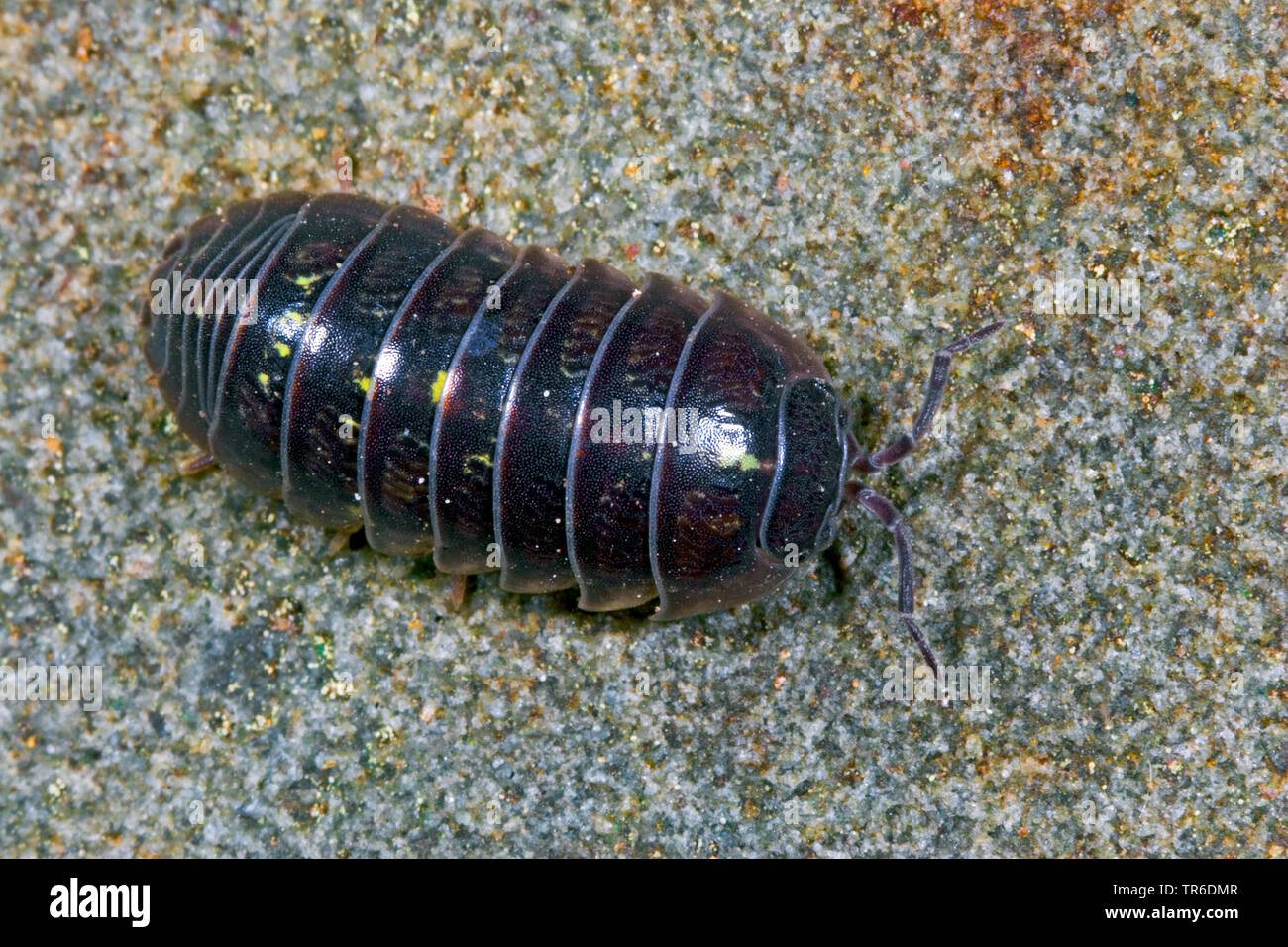 One sow bug hires stock photography and images Alamy