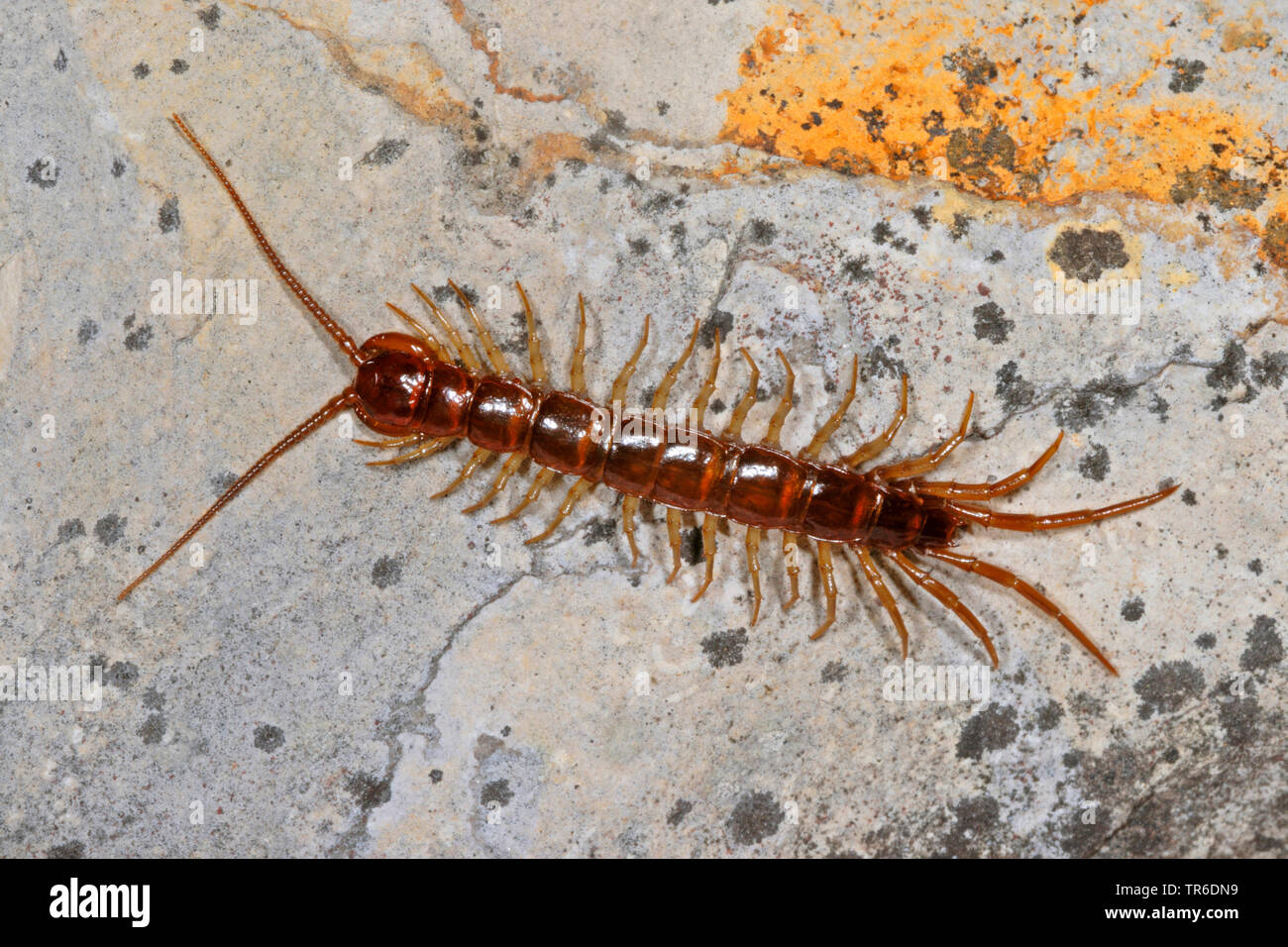 common garden centipede, brown centipede, stone centipede (Lithobius forficatus), top view, Germany Stock Photo