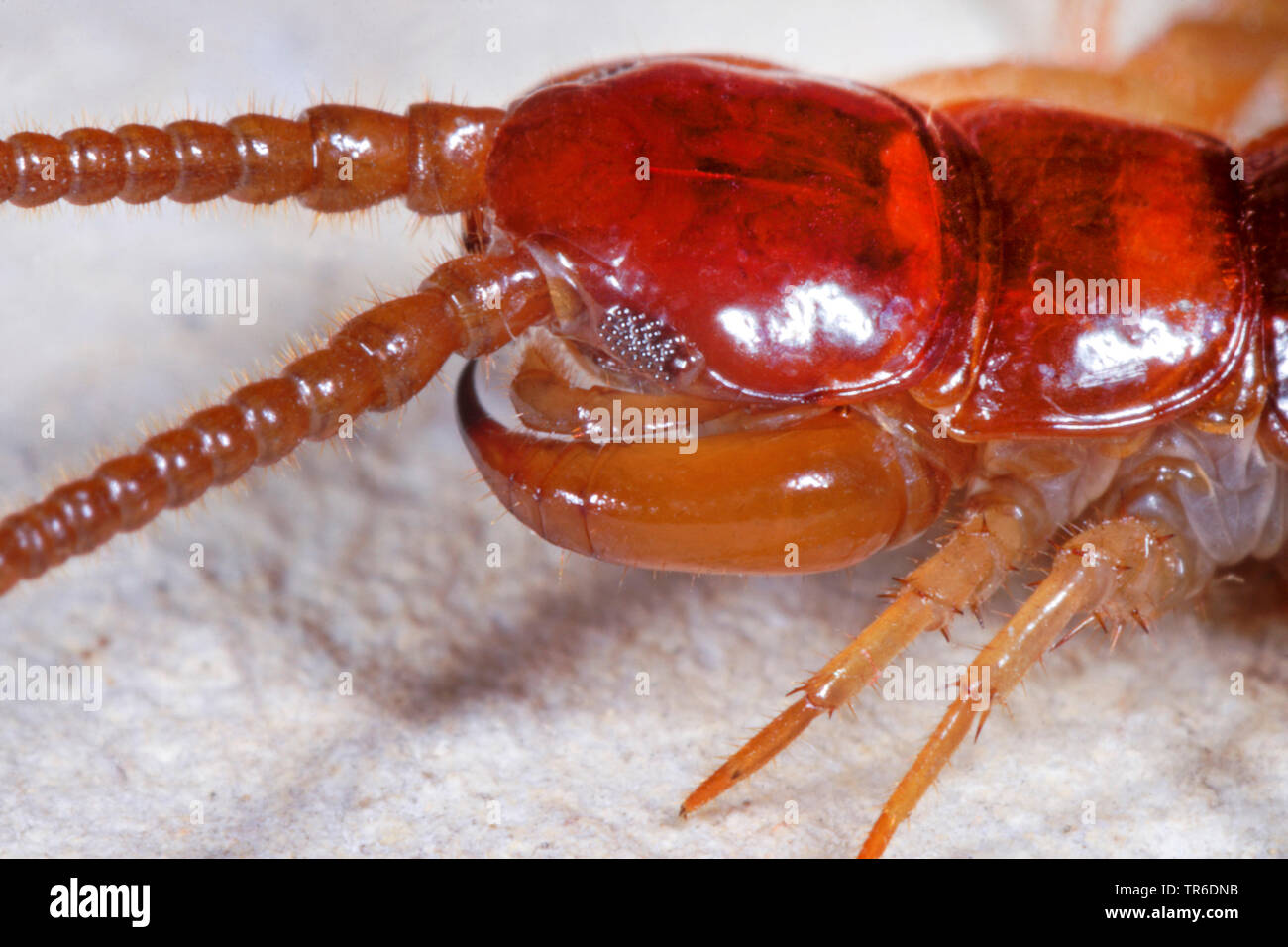 common garden centipede, brown centipede, stone centipede (Lithobius forficatus), portrait, lateral view, Germany Stock Photo