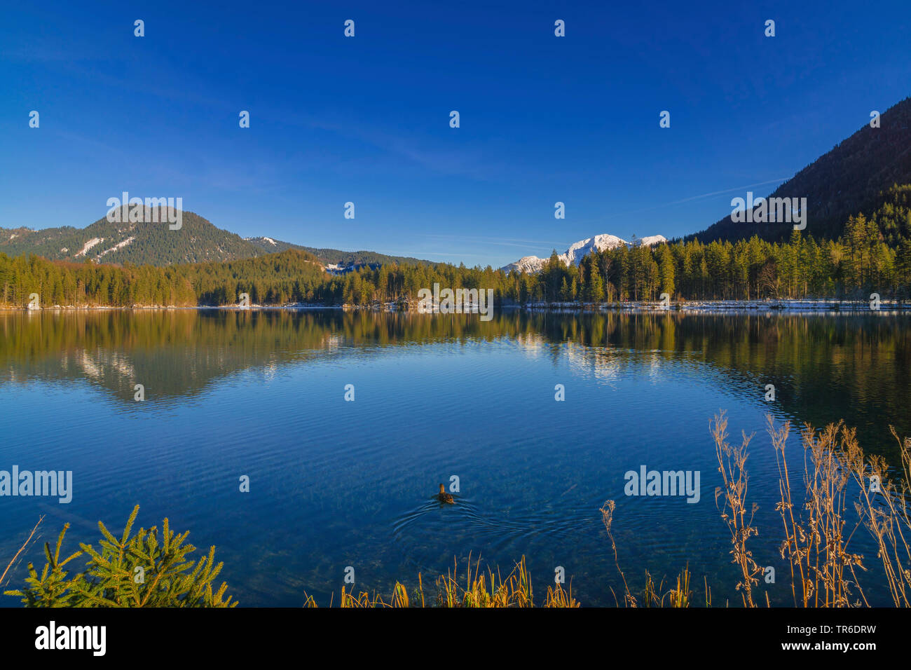 lake Hintersee, Germany, Bavaria, Berchtesgadener Land, Hintersee Stock Photo