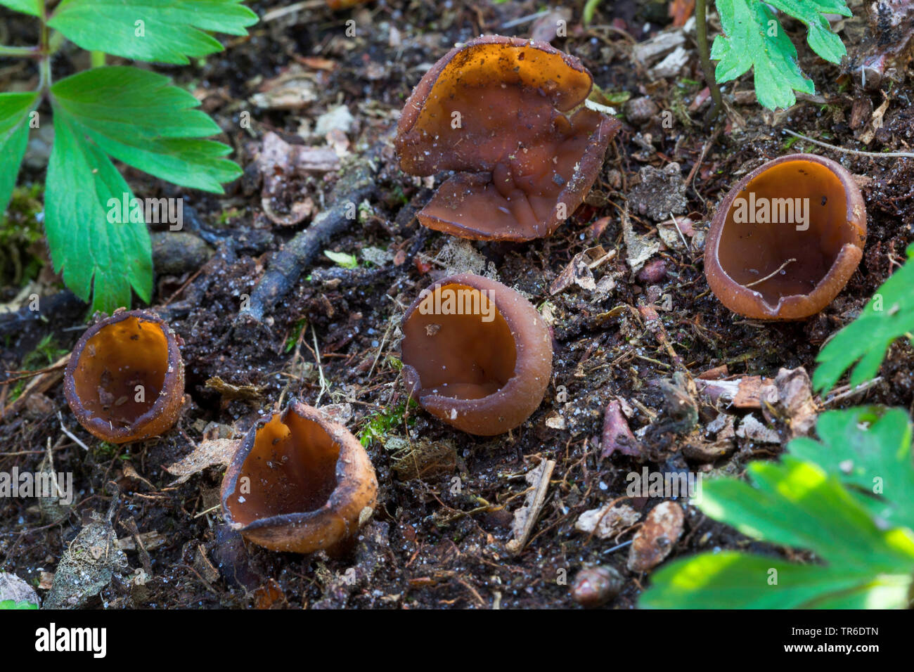 Latviya porno foto galereyasi