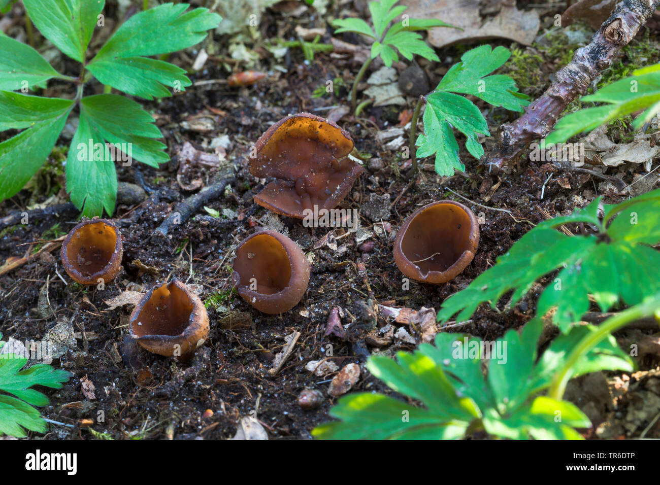 Yaramas bobo va yosh xizmatkor ishtirokida porno tomosha qiling