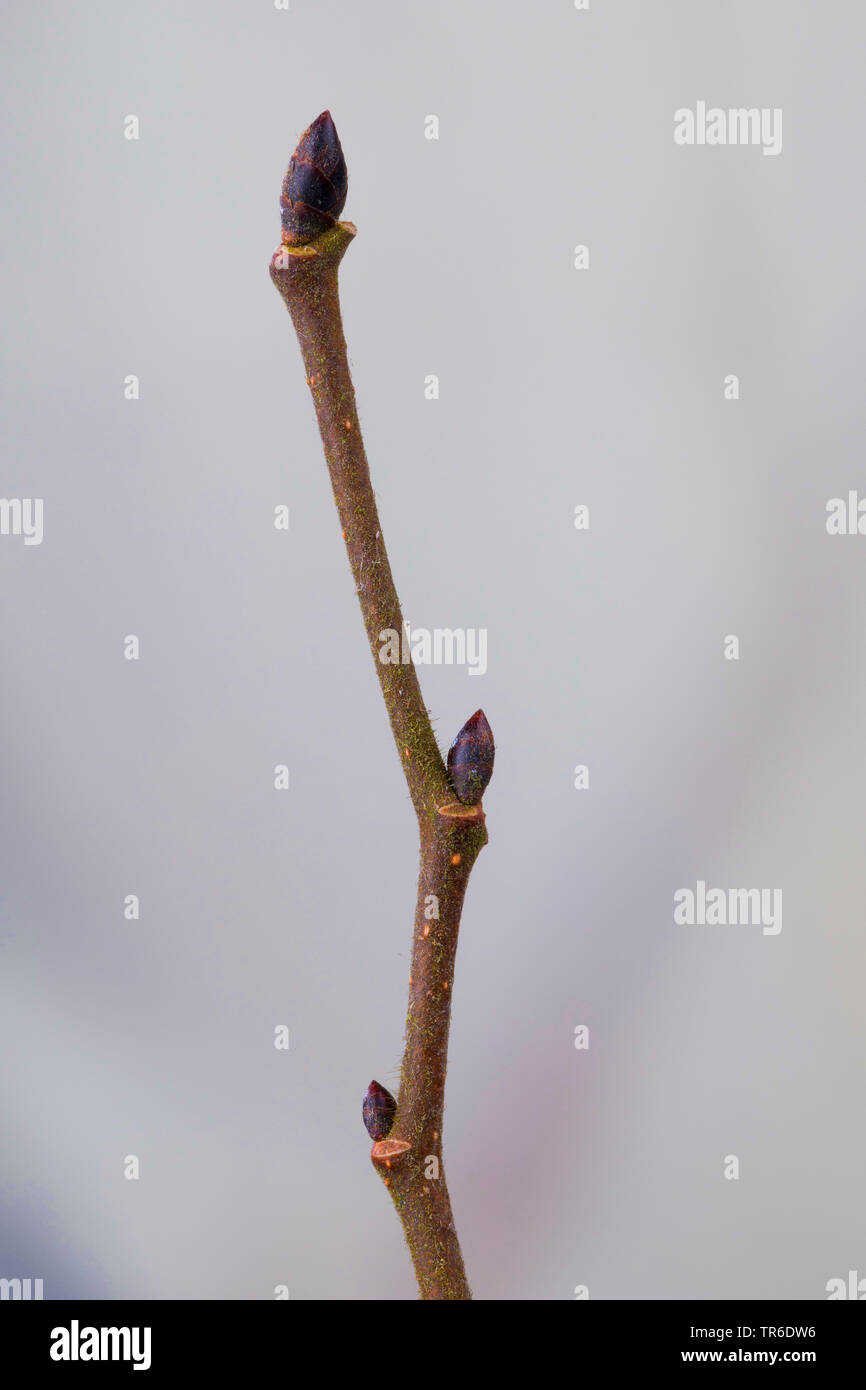 Scotch elm, Wych elm (Ulmus glabra, Ulmus scabra), branch with buds, Germany Stock Photo