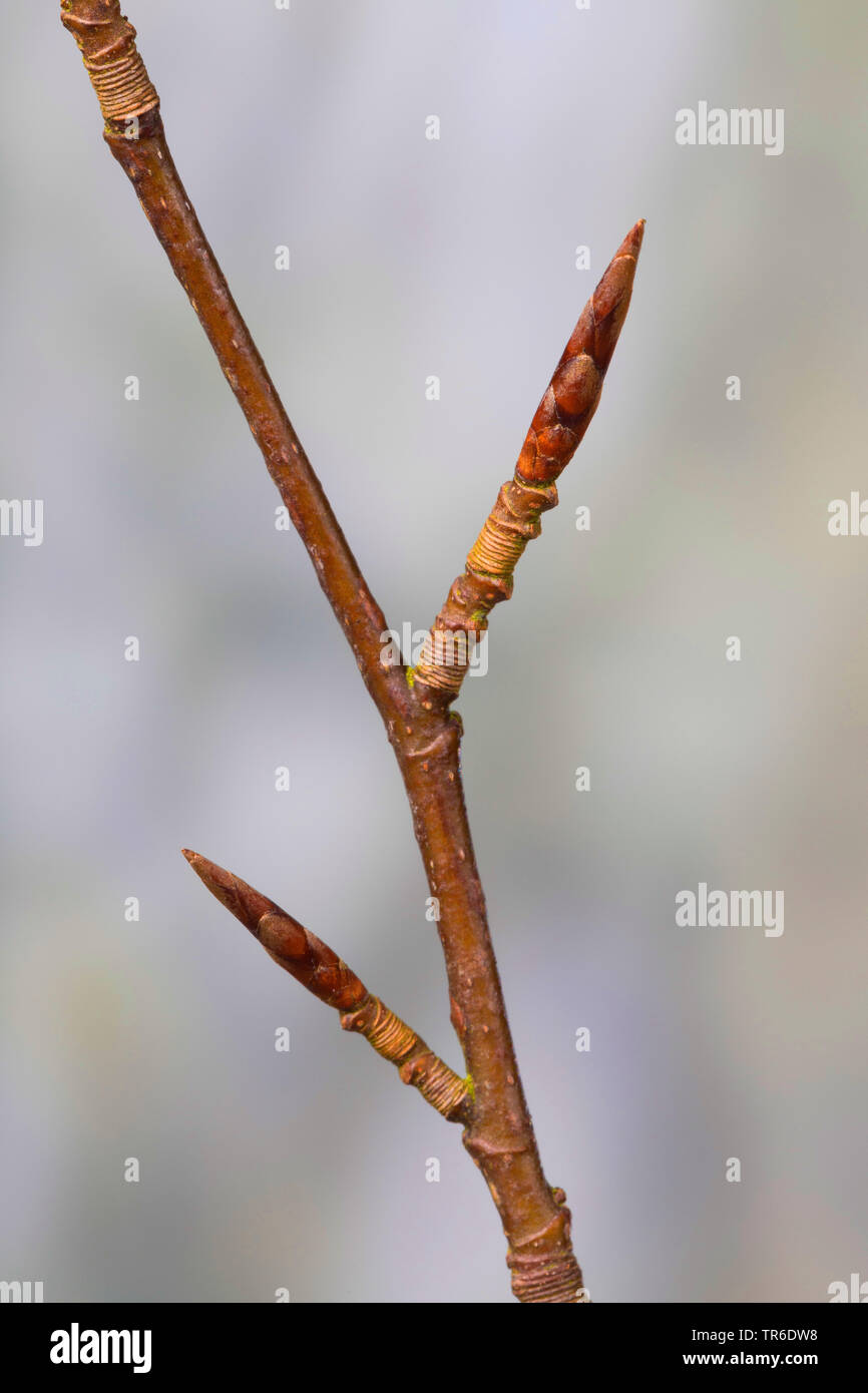 common beech (Fagus sylvatica), branch with buds, Germany Stock Photo